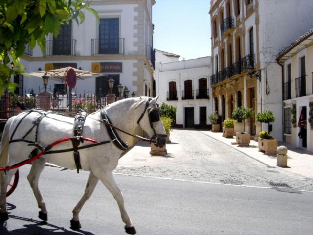 Retama *